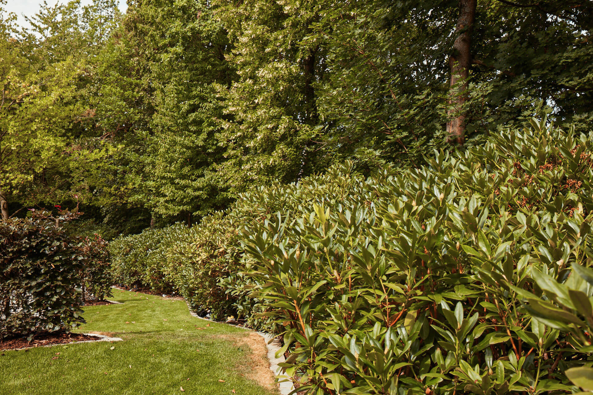 BUK Garten Homestory Sylt Rhododentron